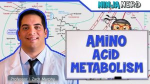 DoctorHub360.com Amino Acids: A Comprehensive Guide